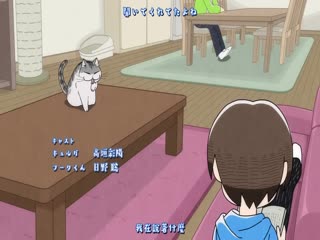 关于养猫我一直是新手